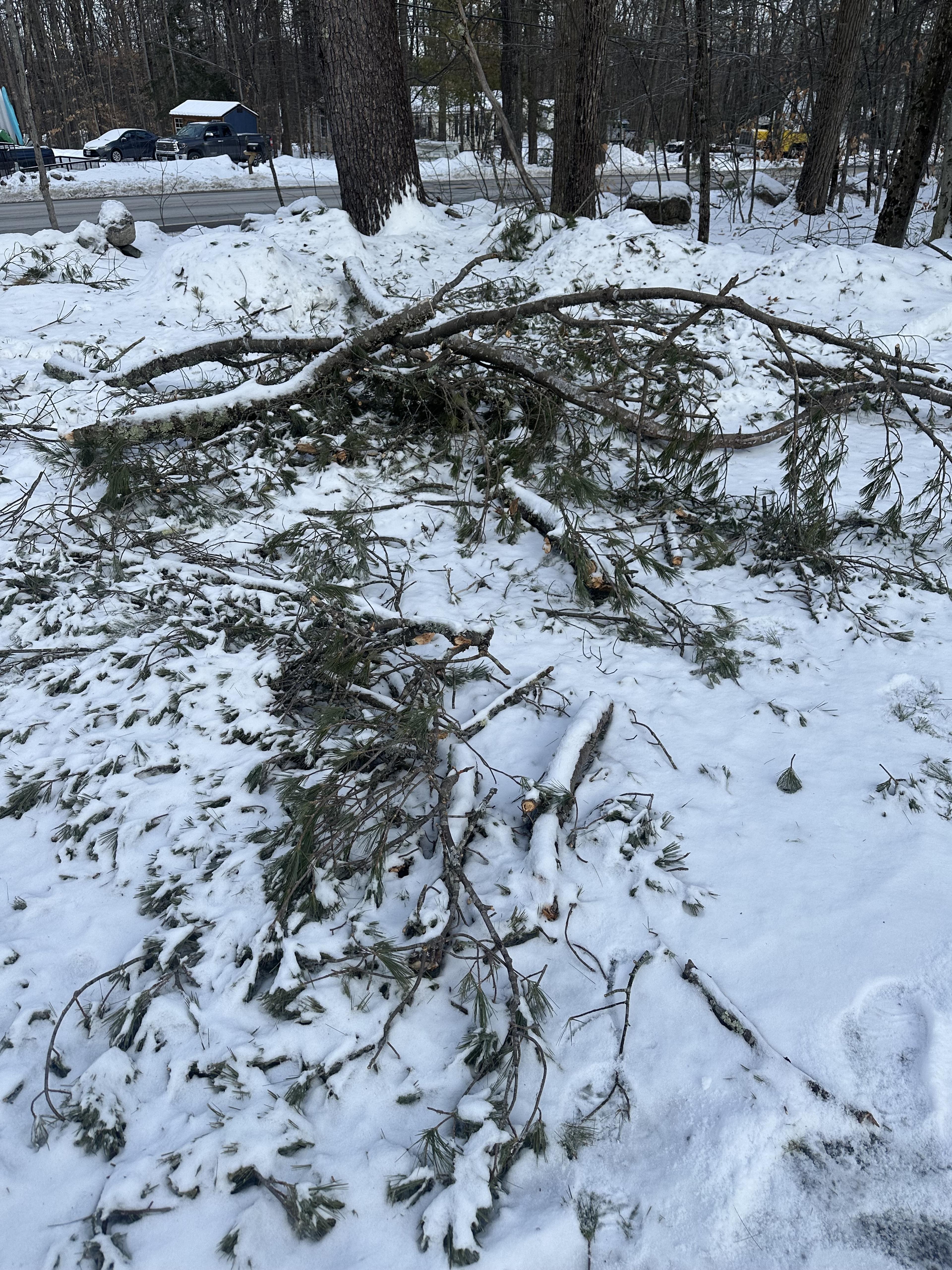 Brush & Tree Debris Removal